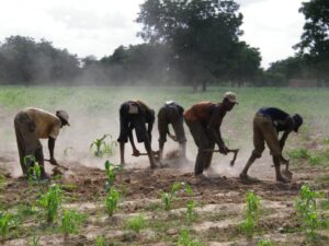 Cinq paysans travaillent à la main avec des outils archaïques illustrant le faible développement de l'agriculture en Afrique.