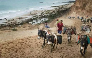 Photographie du trafic de sable au Maroc avec un convoi d'ânes portant des sacs de sable.